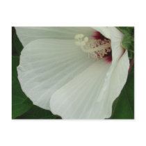 Swamp Mallow Close-up postcards