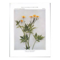 Swamp or Marsh Buttercup posters