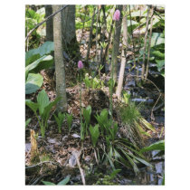 Swamp pink growing in a wetland habitat flyer design