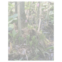 Swamp pink growing in a wetland habitat letterhead by animalpark Swamp pink growing in a wetland habitat letterhead