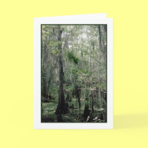 Swamp Serenity Greeting Card cards