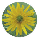 Swamp Sunflower Green Center Round Stickers
