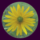 Swamp Sunflower Green Center stickers