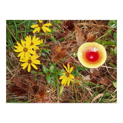 Swamp Sunflowers and Amanita Mushroom print