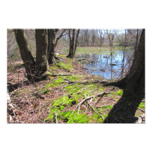 Swamp Trail ~ print Photo