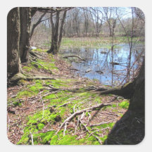 Swamp Trail ~ stickers