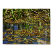 Swamps Lake posters by lifesphere Swamps Lake posters