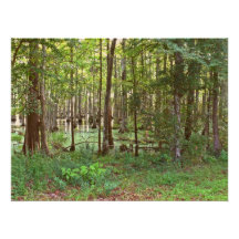 Swamps of southeast Texas Photo