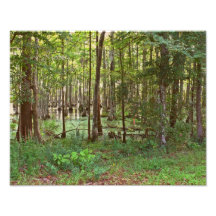 Swamps Photograph