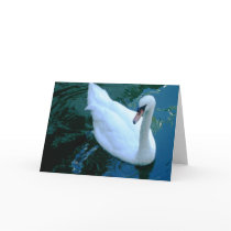 Swan A Swimming CARD