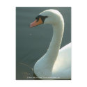 Swan [Adult] postcards