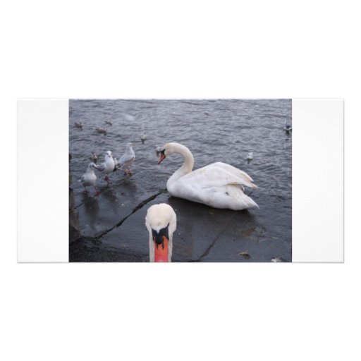 Swan and Gulls Photo Greeting Card