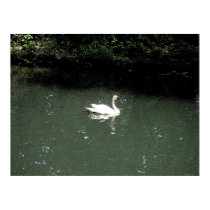 Swan at Bronx Zoo posters
