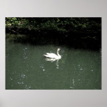 Swan at Bronx Zoo Poster