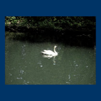 Swan at Bronx Zoo posters