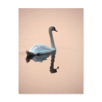 Swan at Sunset Postcard by thehatch Swan at Sunset Postcard
