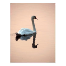 Swan at Sunset Postcard