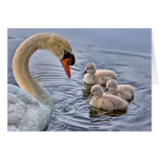 Swan & Babies Greeting Card