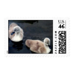 Swan babies - postage