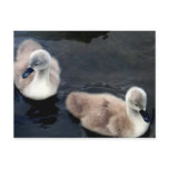 Swan babies - postcard