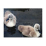 Swan babies - postcard
