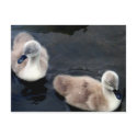Swan babies - postcard