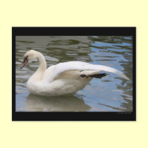 Swan Balance Postcard postcards