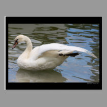 Swan Balance Postcard postcards