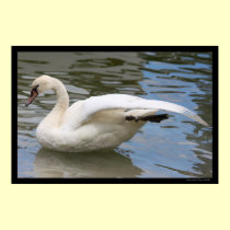 Swan Balance Poster posters