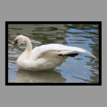 Swan Balance Poster posters