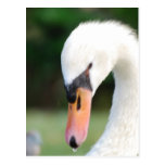 Swan Beak Postcard