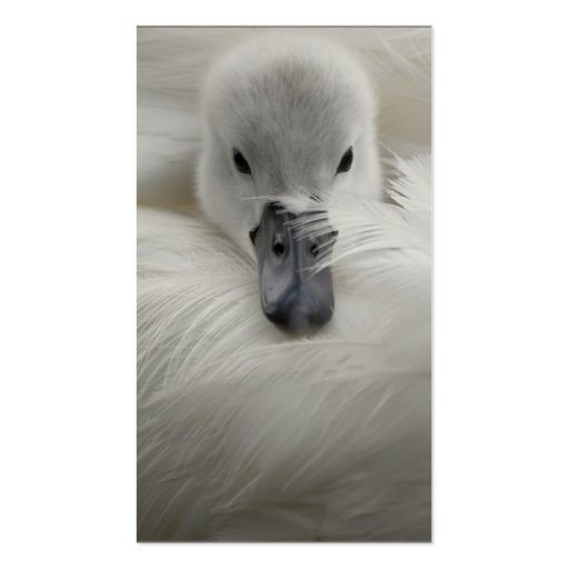 Swan, Beautiful White Feathers, Beauty Comfort Business Cards (back side)