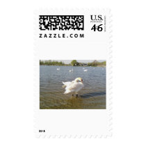 Swan Birds postage