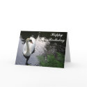 Swan Birthday card