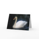Swan Birthday card