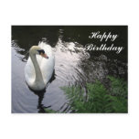 Swan Birthday card Postcard