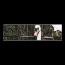 Swan bumper stickers