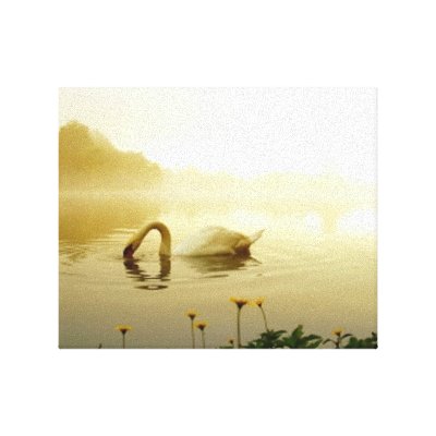 Swan Stretched Canvas Prints