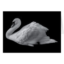 swan cards by Digitalwonder swan cards