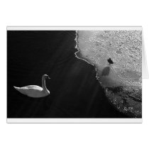 Swan cards
