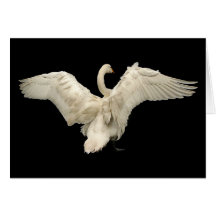 Swan Card