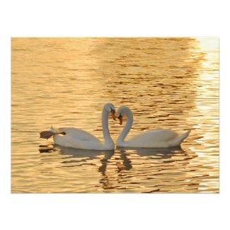 Swan Couple Meeting at Sunset Photograph
