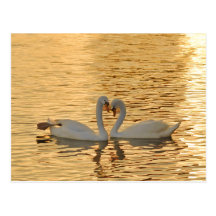 Swan Couple Meeting at Sunset Photograph Postcard