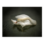 Swan Dance Post Card