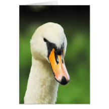 Swan Face Greeting Card