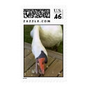 Swan Feeding postage