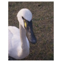 Swan flyers by Tamossa Swan flyers