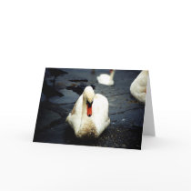 Swan – Galway, Ireland cards