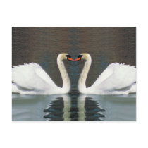 Swan Heart postcards