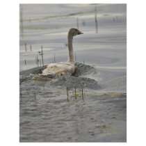Swan - Immature flyers by animalpark Swan - Immature flyers